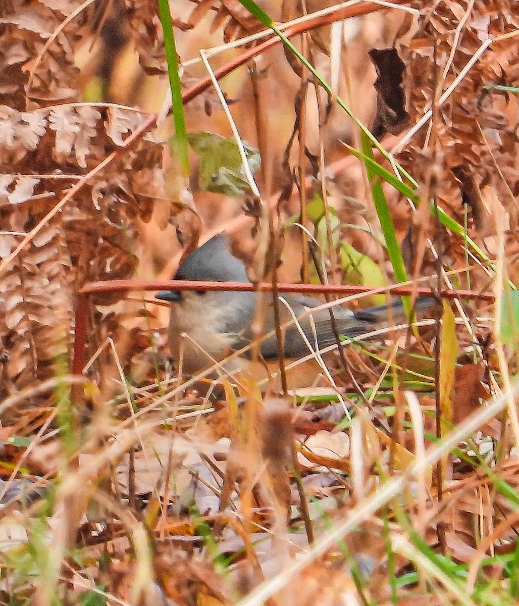 Tufted Titmouse - ML645328904