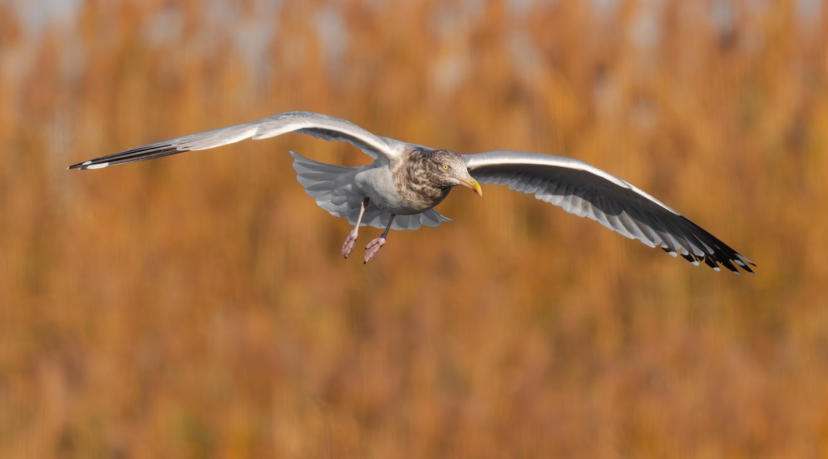 American Herring Gull - ML645328908