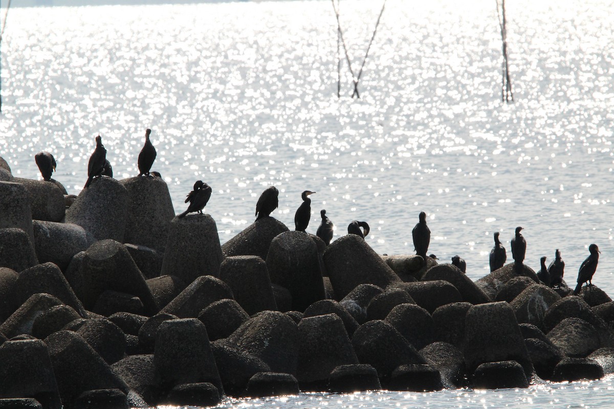 storskarv - ML645328914