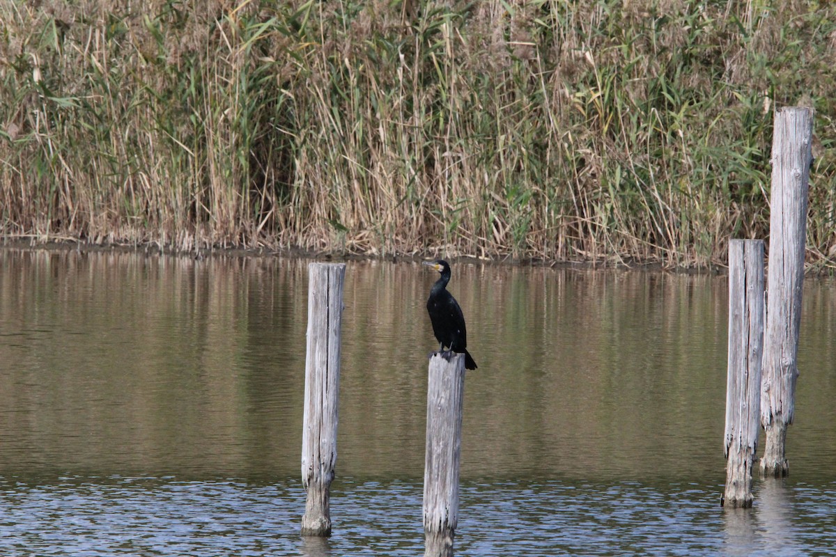 storskarv - ML645328915