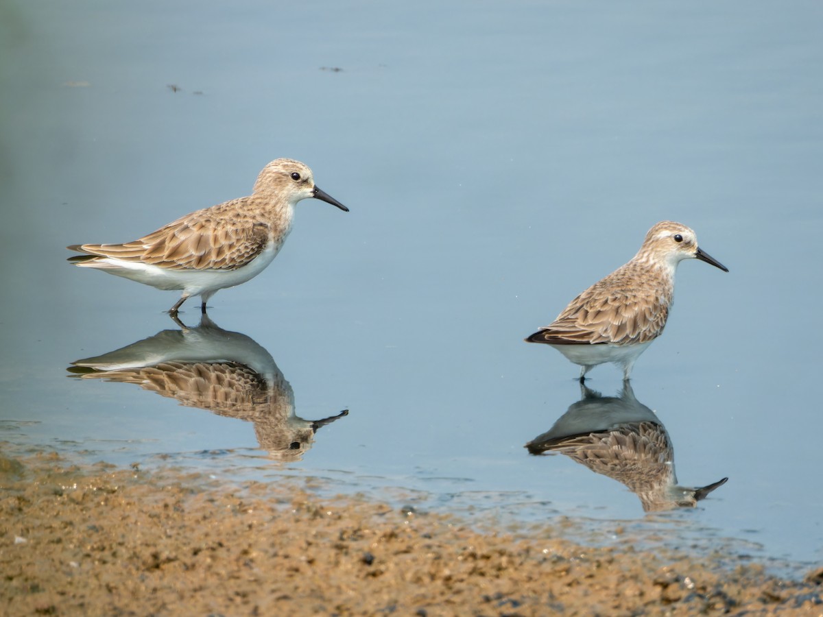 Küçük Kumkuşu - ML645328917