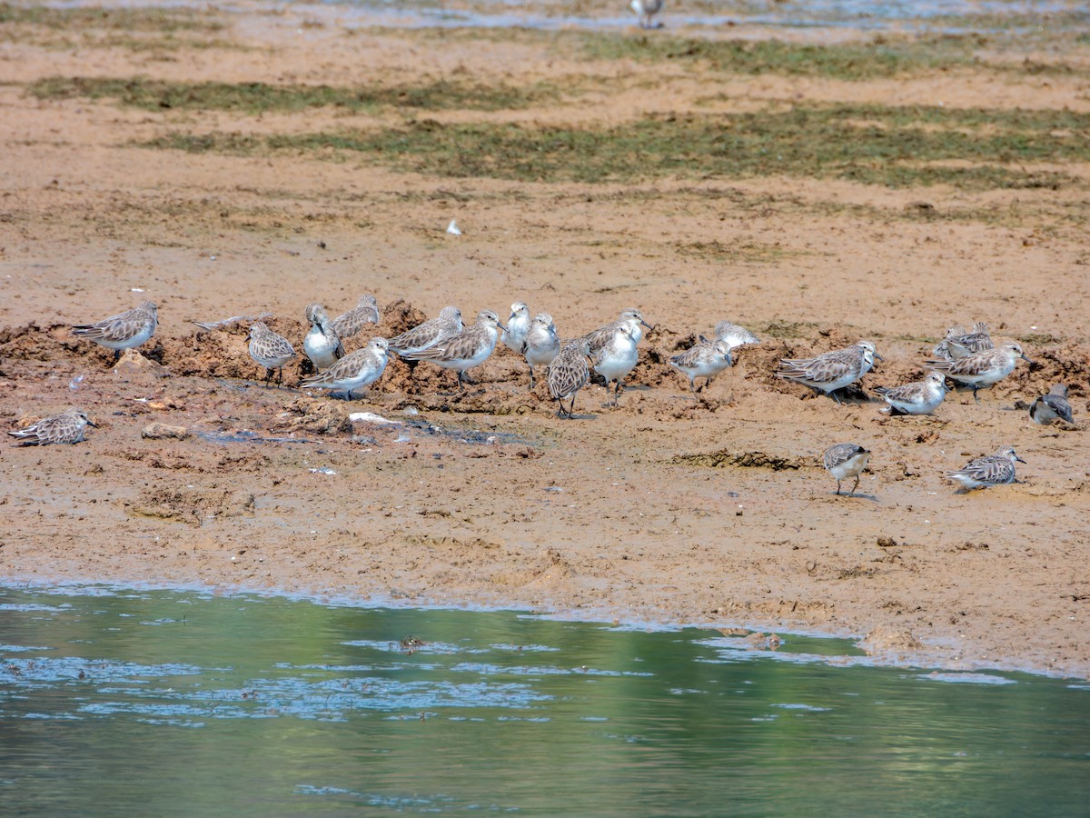 Küçük Kumkuşu - ML645328918