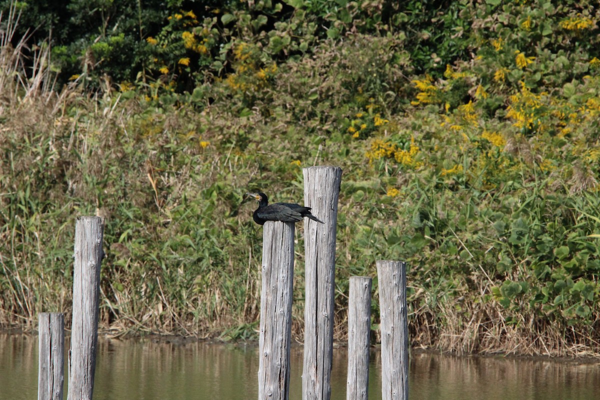 storskarv - ML645328934