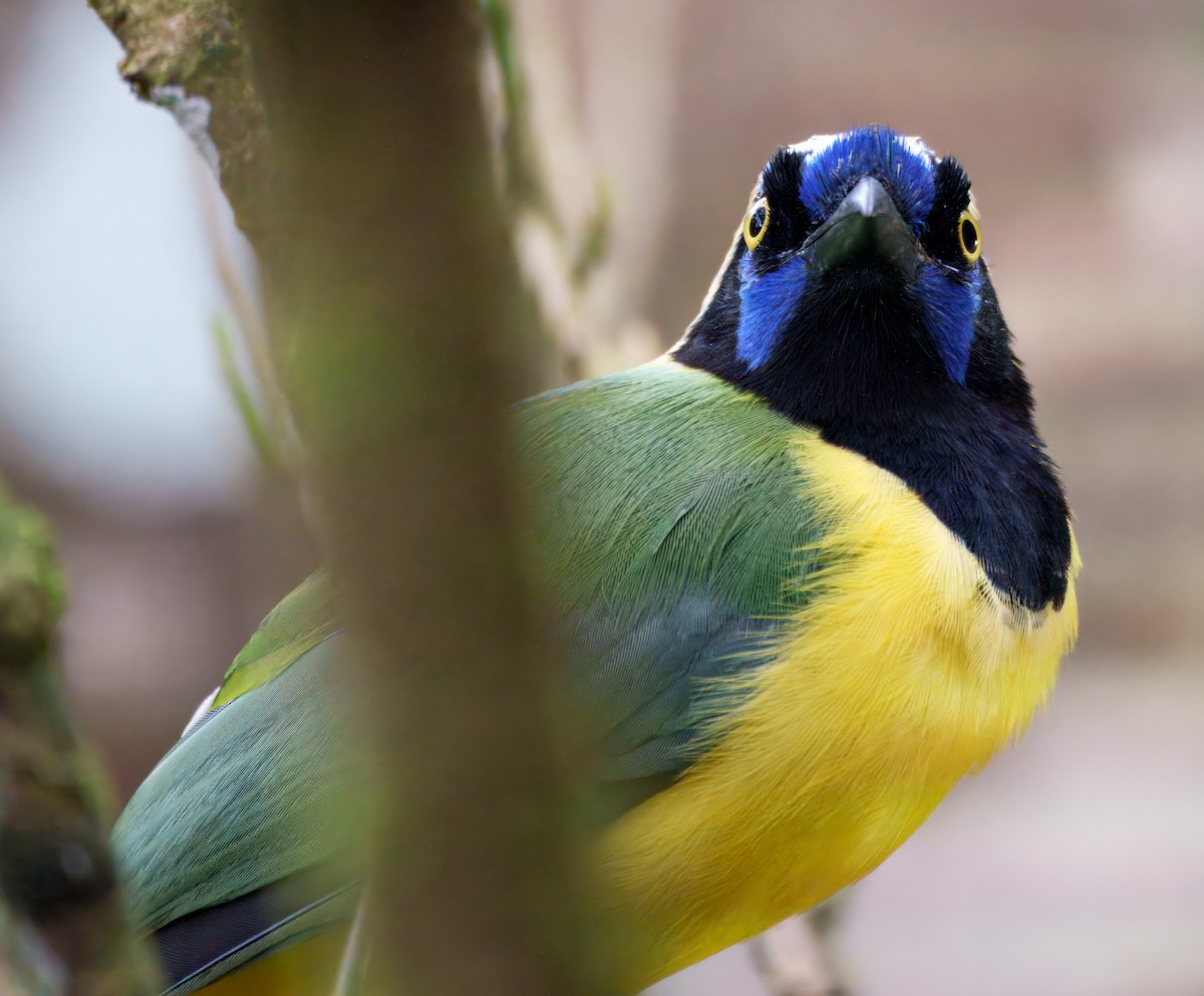 Geai vert - ML645328944