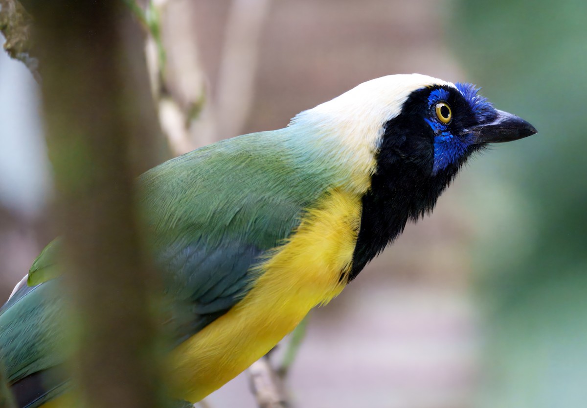 Geai vert - ML645328945