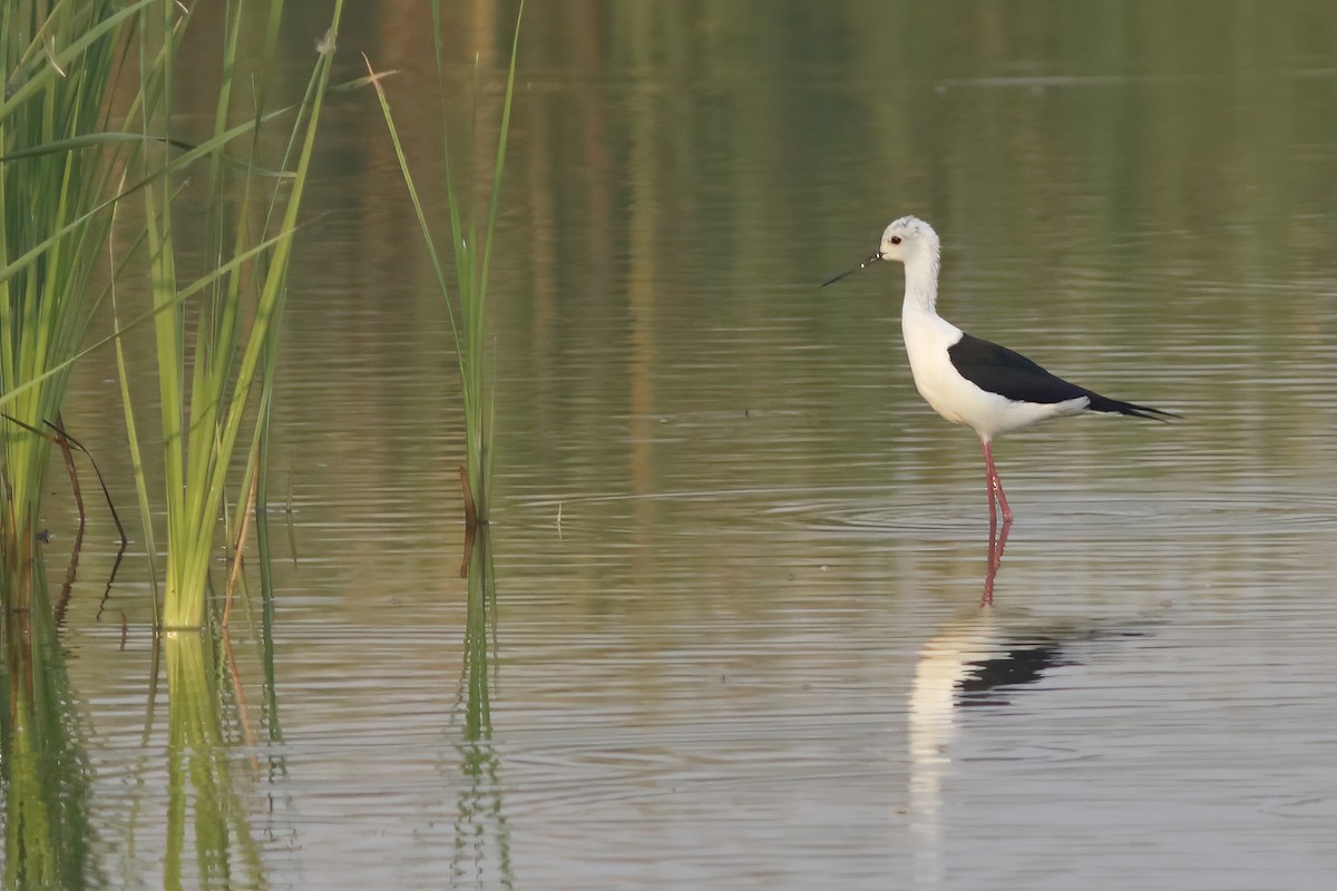 高蹺鴴 - ML645328946