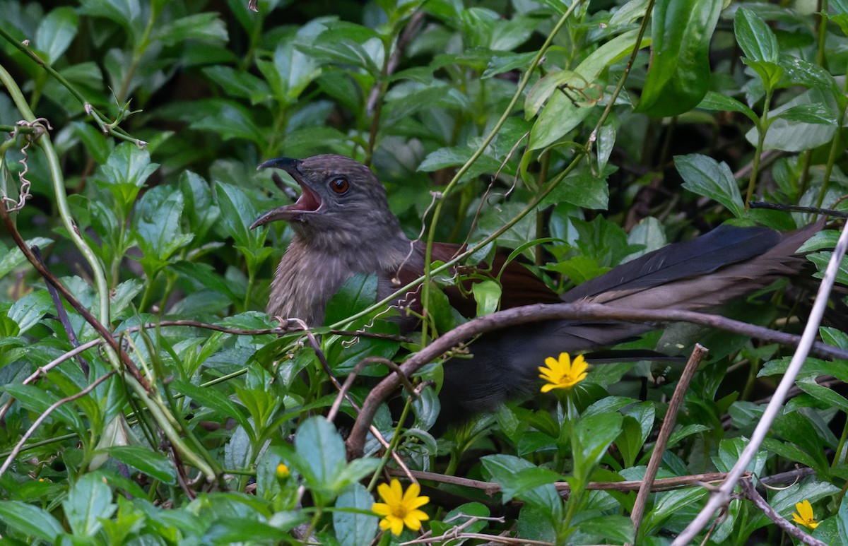 Andaman Coucal - ML645328957