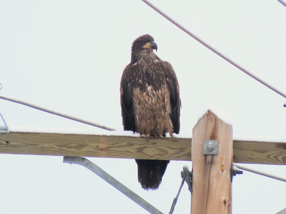 Bald Eagle - ML645328964