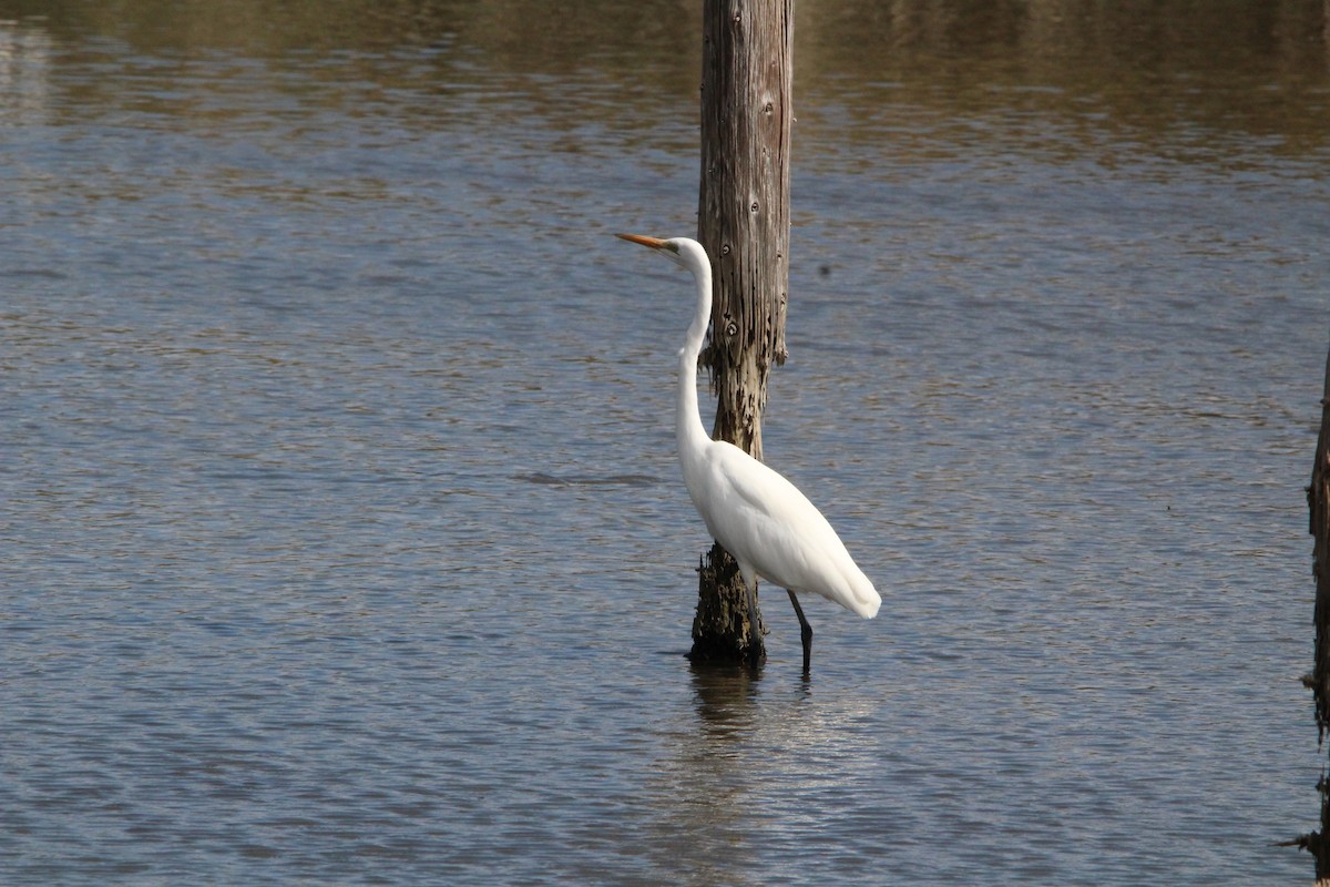 egretthegre - ML645328967