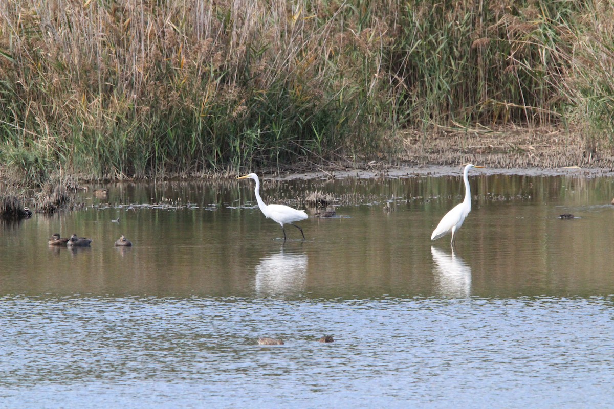 egretthegre - ML645328968