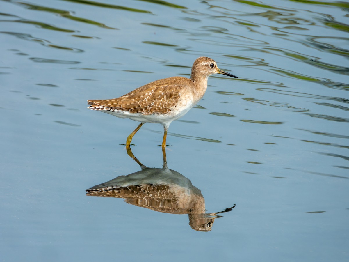 Wood Sandpiper - ML645328969