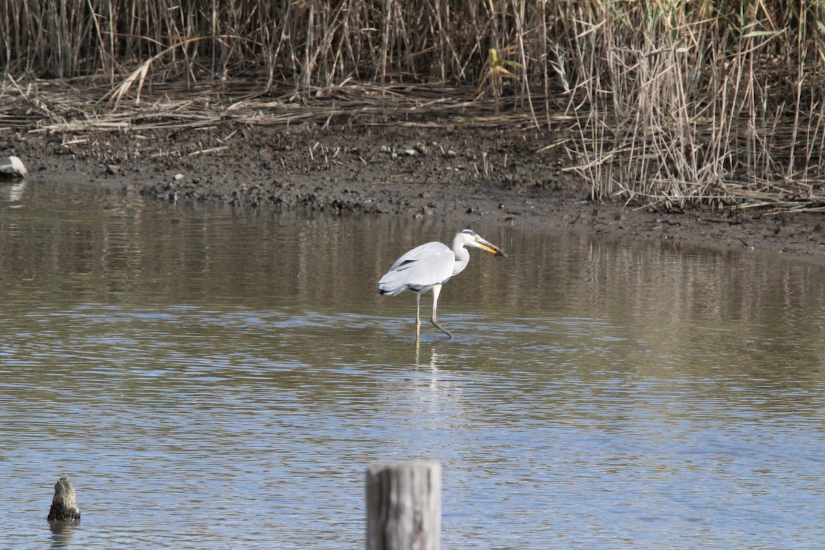 gråhegre - ML645328984