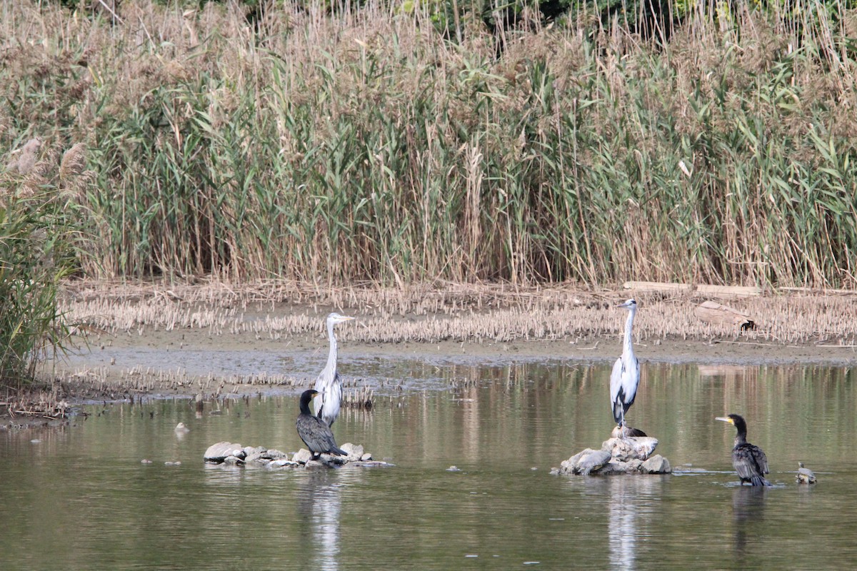 gråhegre - ML645328985