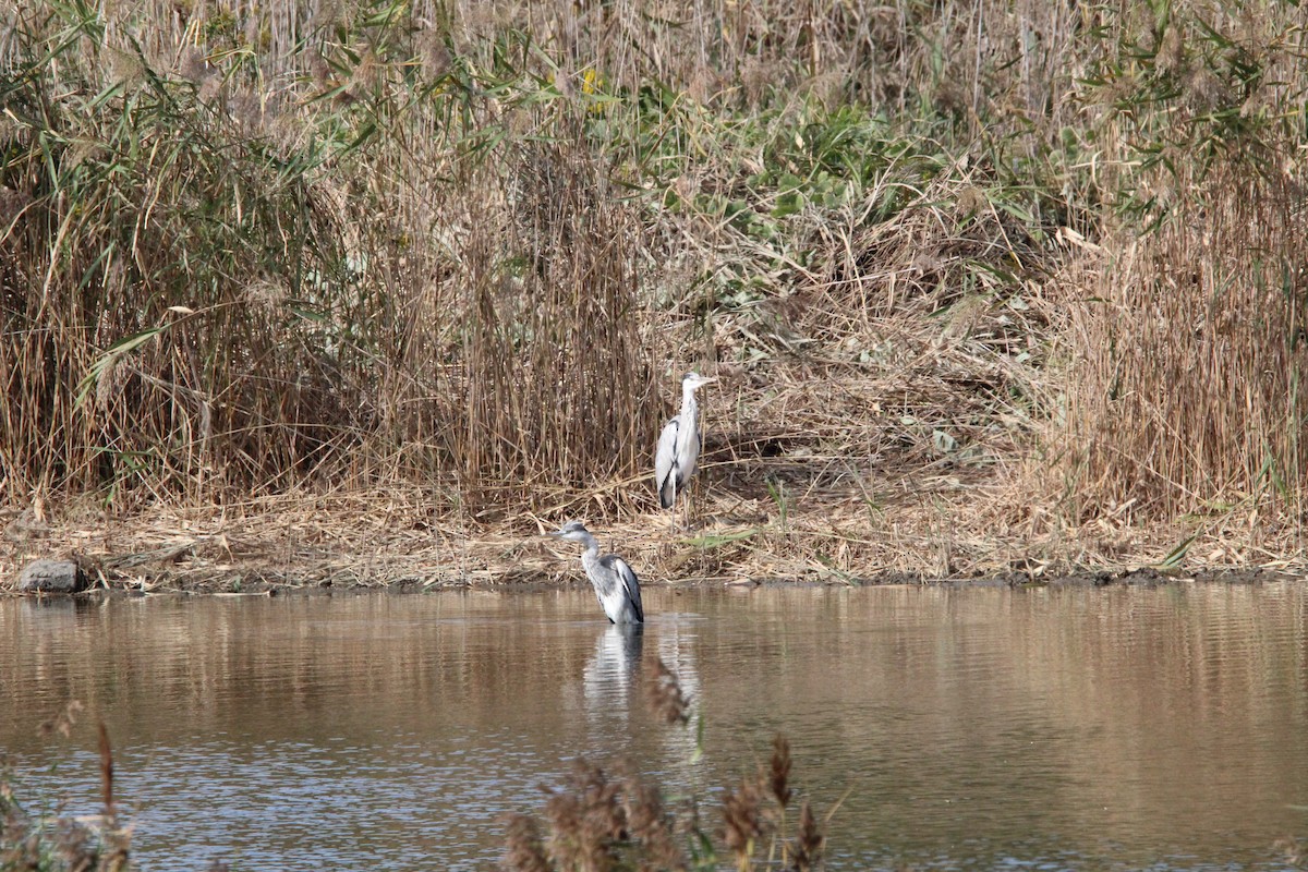 gråhegre - ML645328986