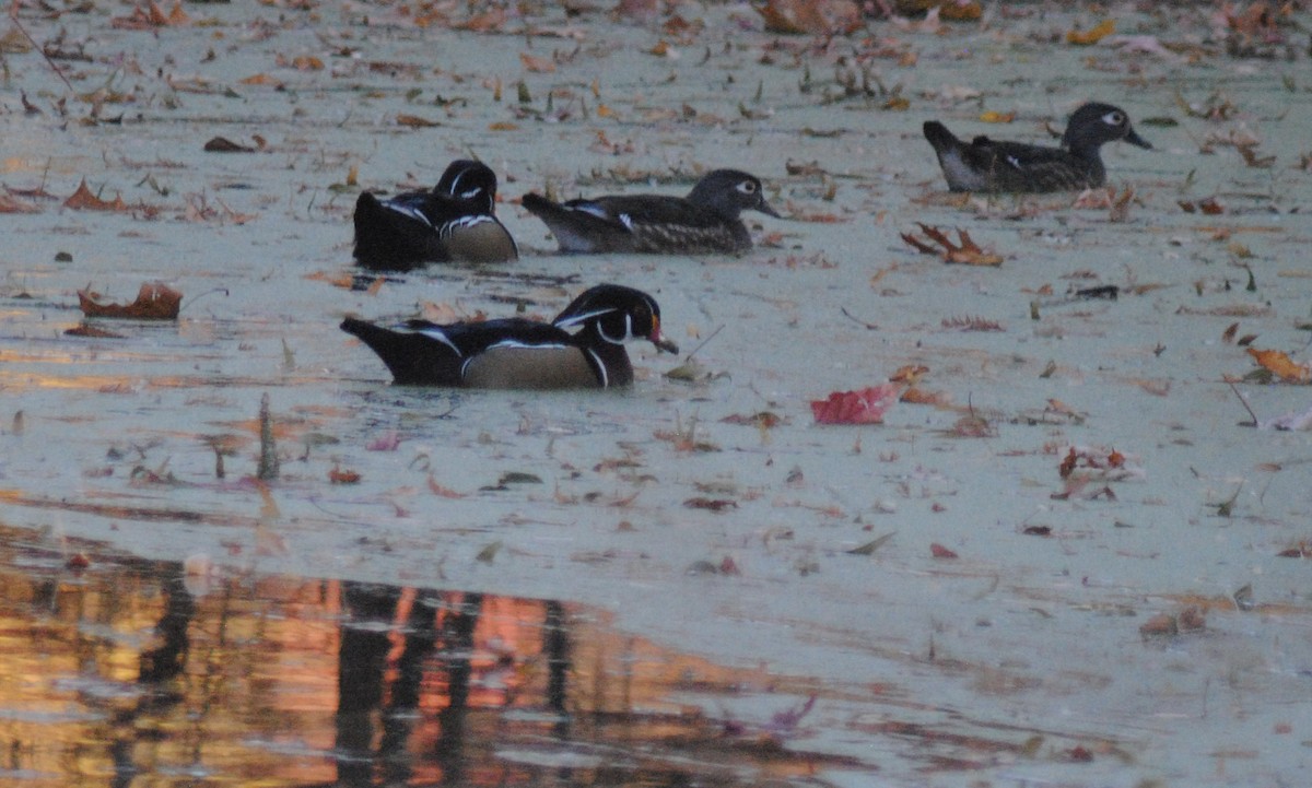 Canard branchu - ML645329007