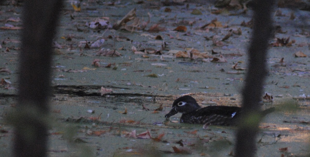 Canard branchu - ML645329012