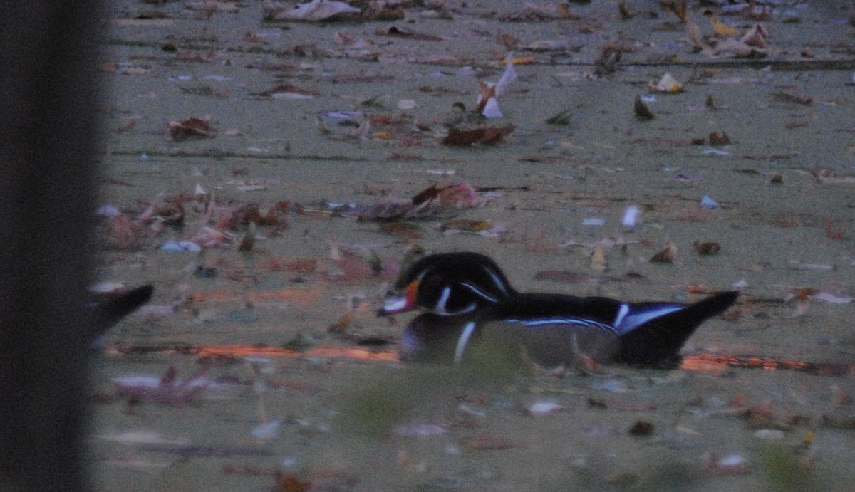 Canard branchu - ML645329013