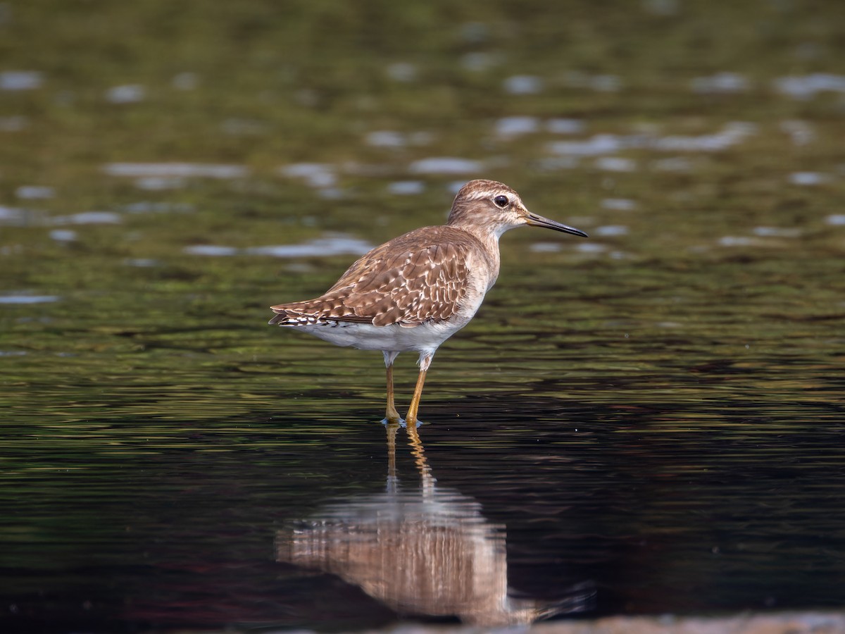 Wood Sandpiper - ML645329016
