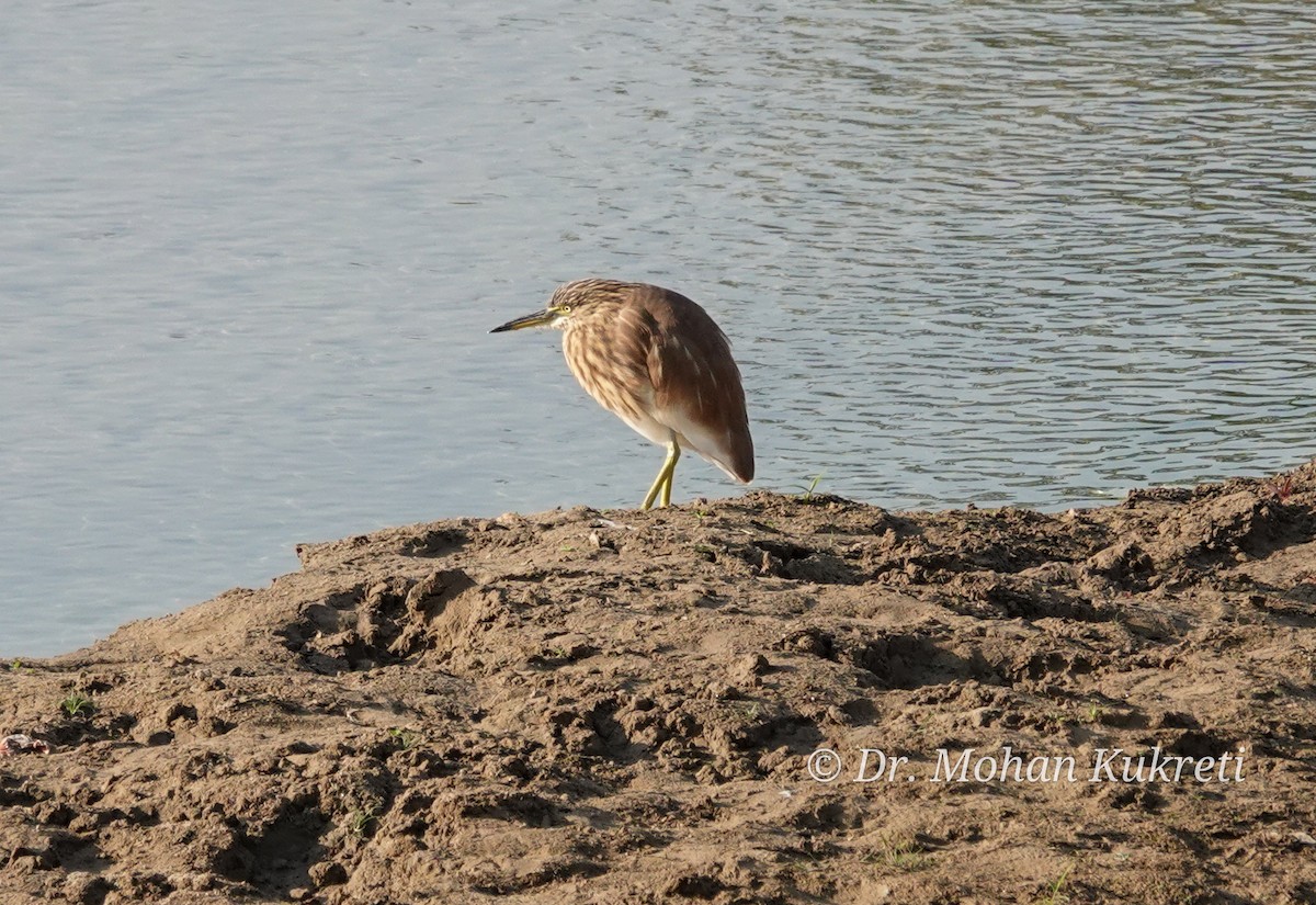 Hint Alaca Balıkçılı - ML645329021