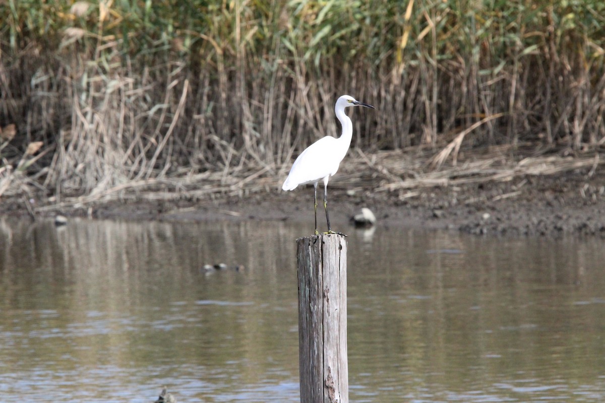 silkehegre - ML645329023