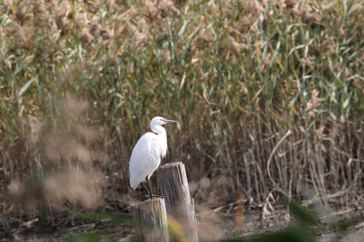 silkehegre - ML645329024