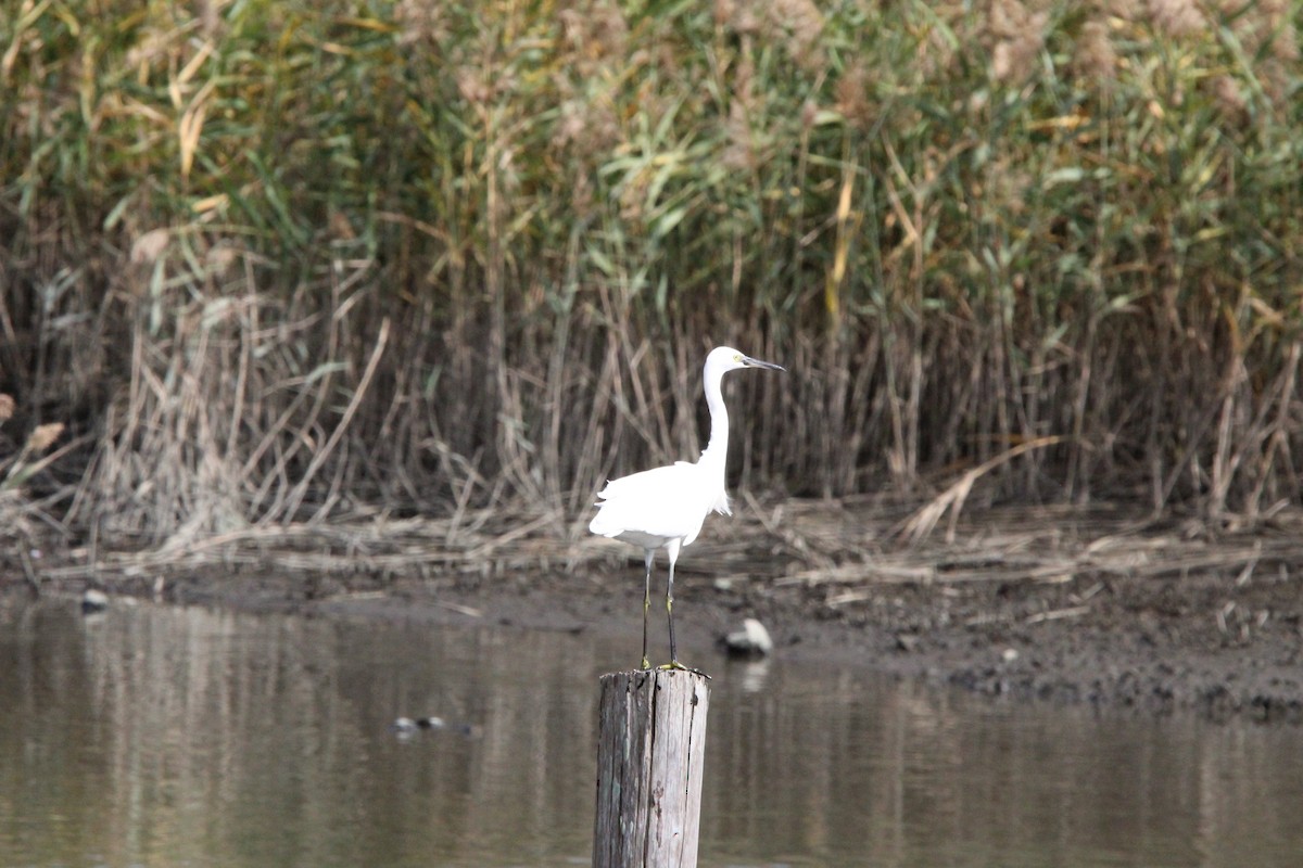 silkehegre - ML645329025