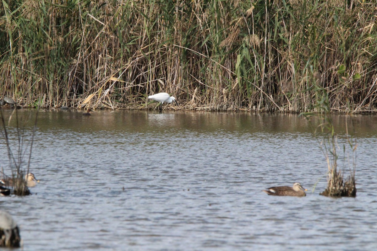 silkehegre - ML645329026