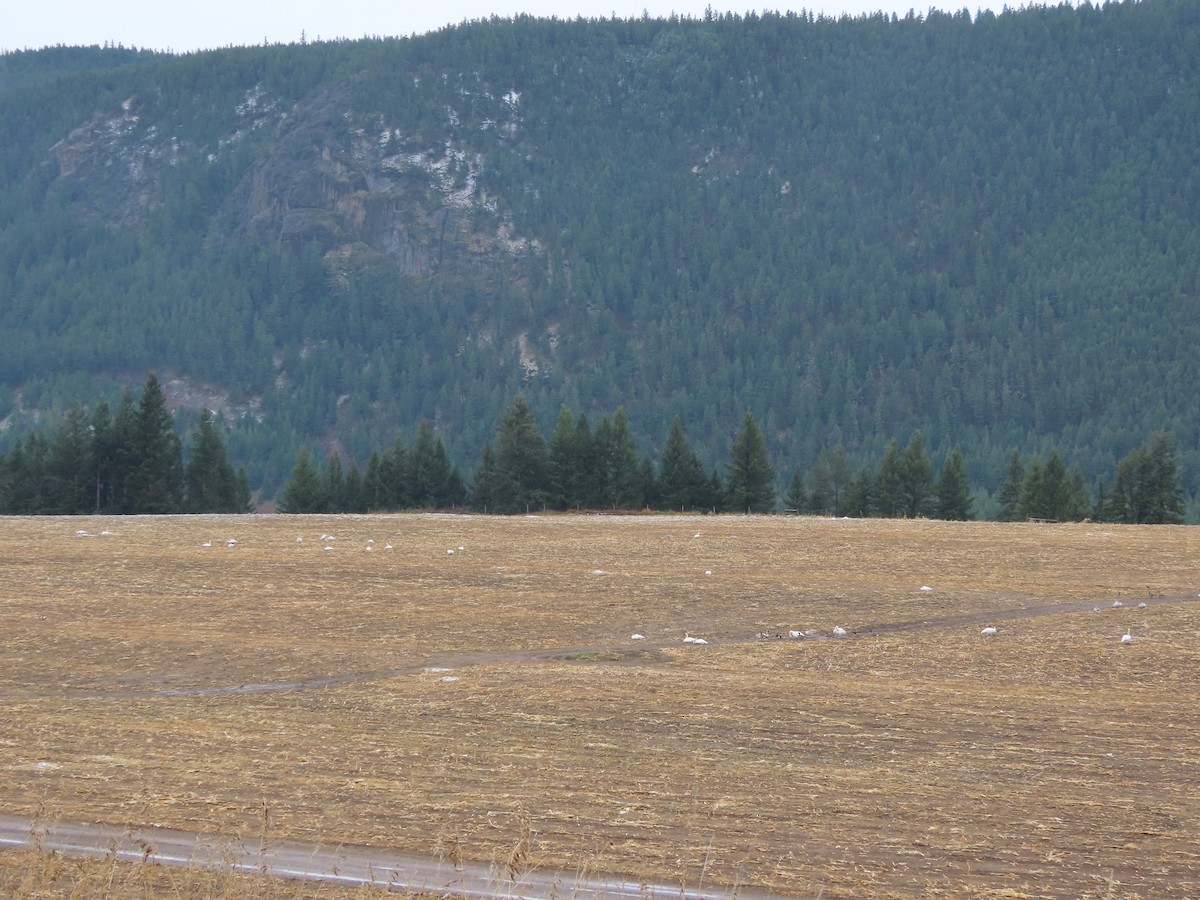 Trumpeter Swan - ML645329028