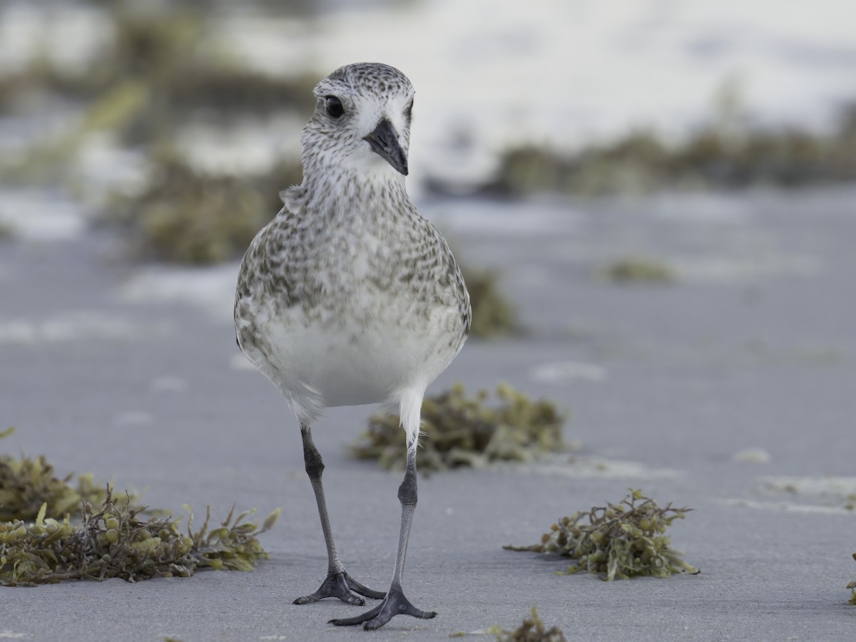 Black-bellied Plover - ML645329036