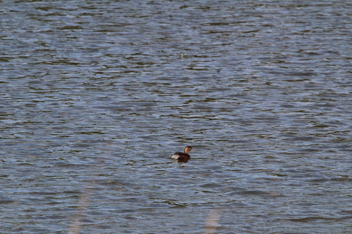 dvergdykker - ML645329059