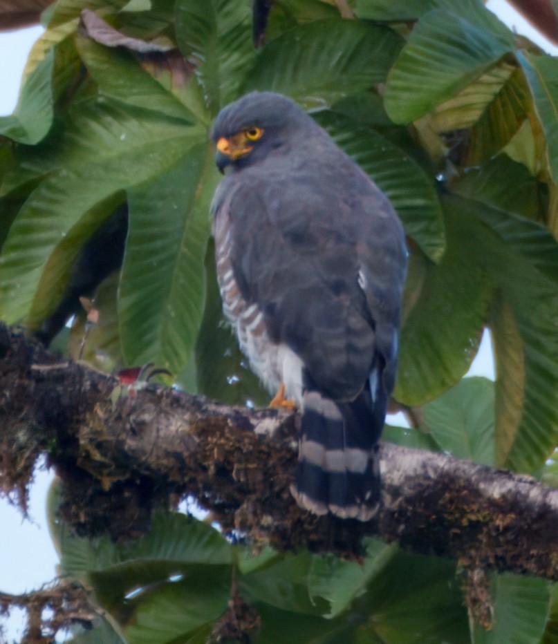 Roadside Hawk - ML645329066