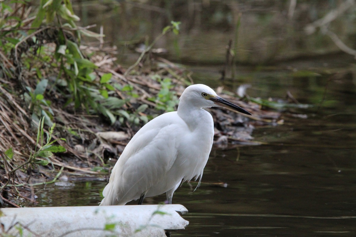 silkehegre - ML645329069