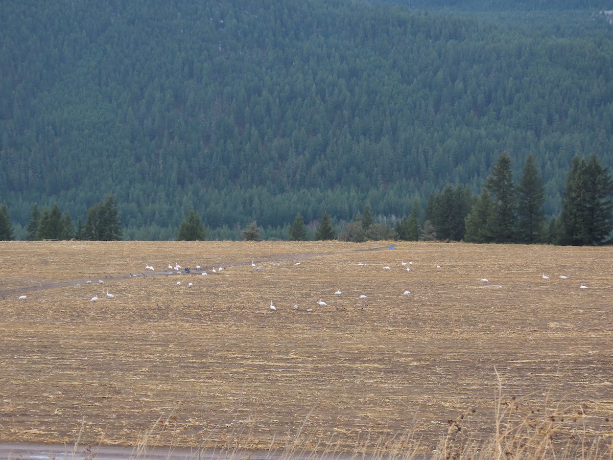 Trumpeter Swan - ML645329070