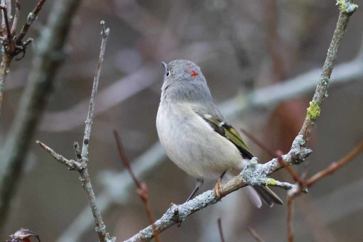 Золотомушка рубіновочуба - ML645329073