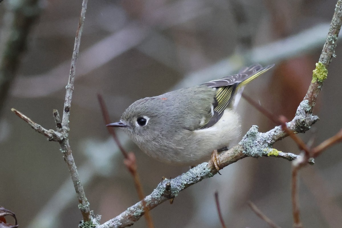 Золотомушка рубіновочуба - ML645329077