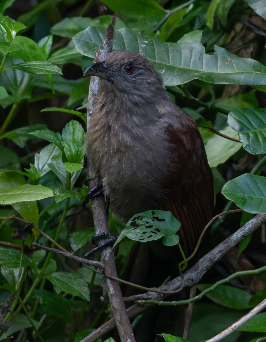 Andaman Coucal - ML645329079