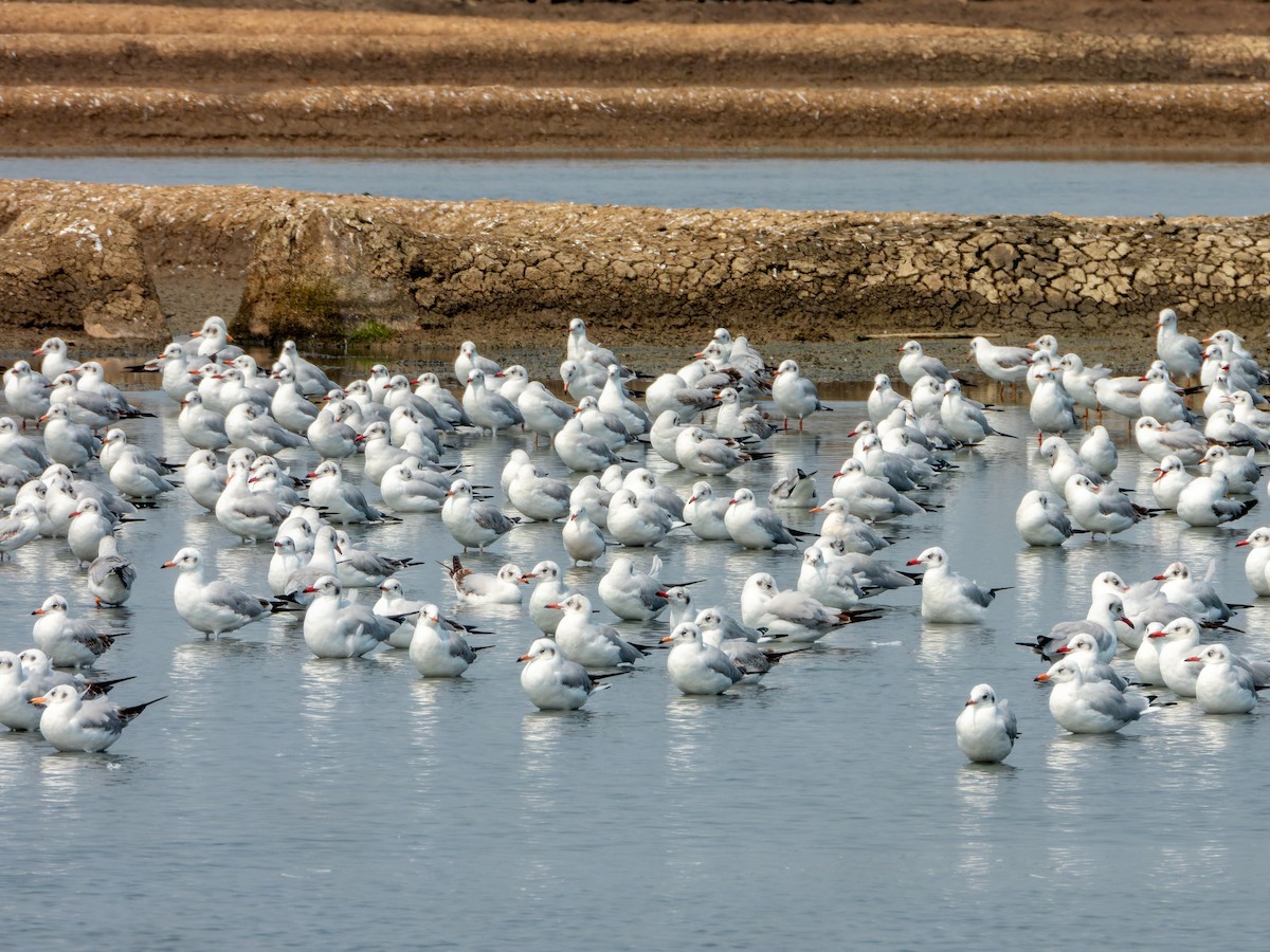 Gaviota Centroasiática - ML645329081