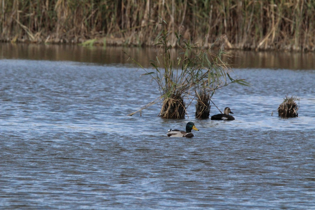 stokkand - ML645329082