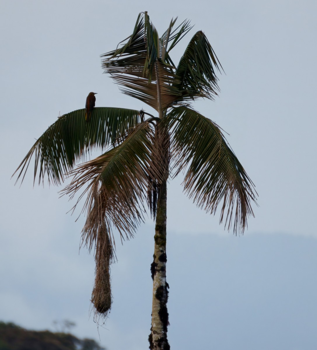 oropendola sp. - ML645329084