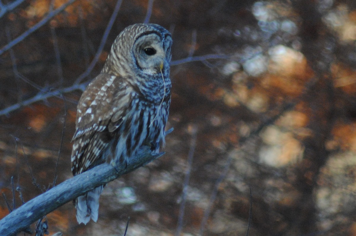 Barred Owl - ML645329085