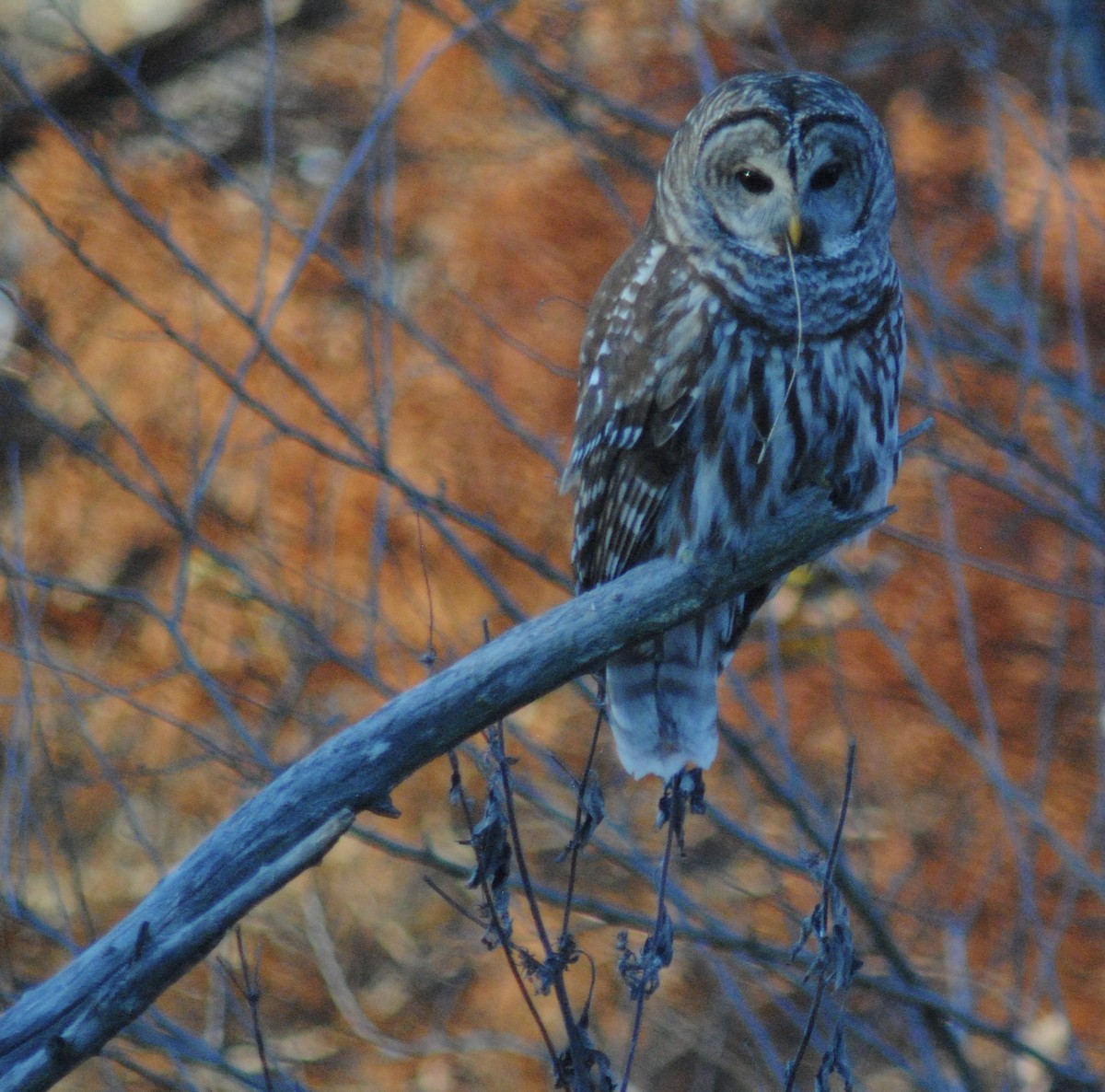 Barred Owl - ML645329086