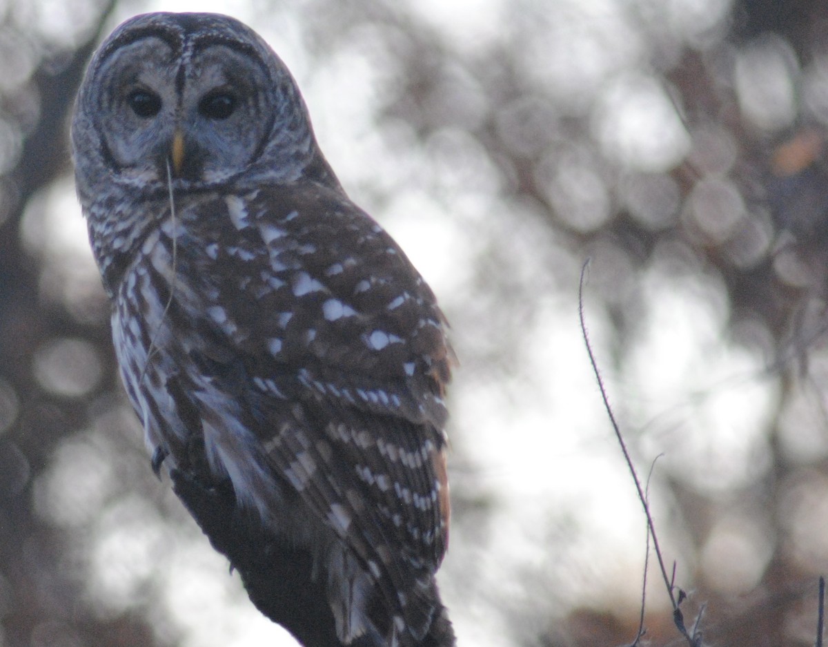 Barred Owl - ML645329087