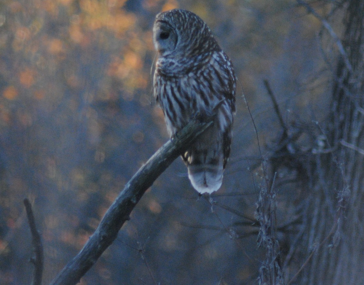 Barred Owl - ML645329088