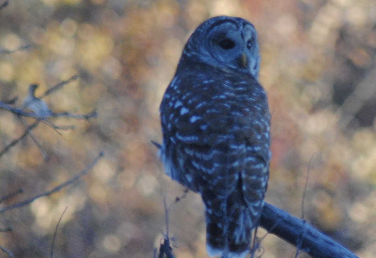Barred Owl - ML645329089