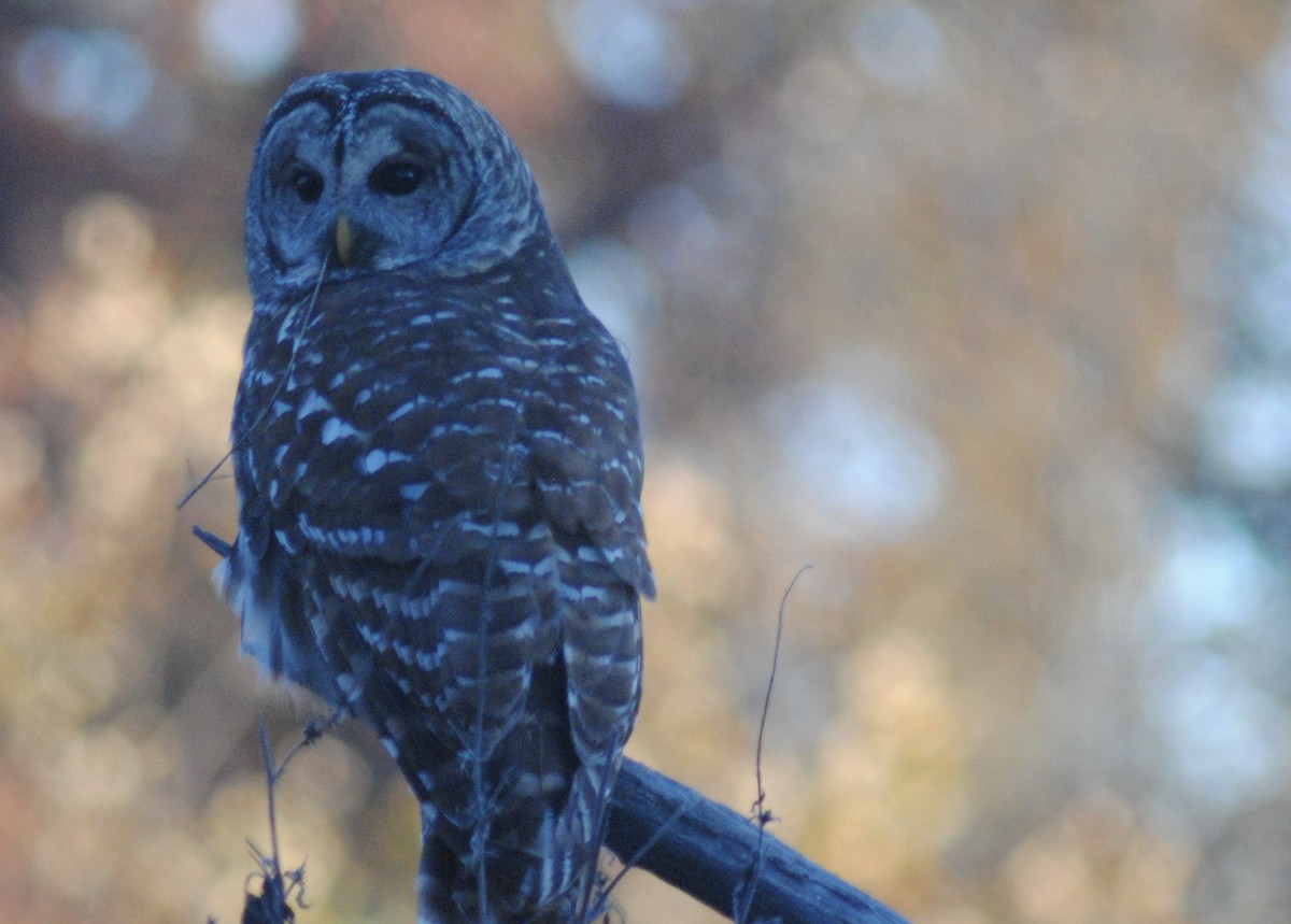 Barred Owl - ML645329090