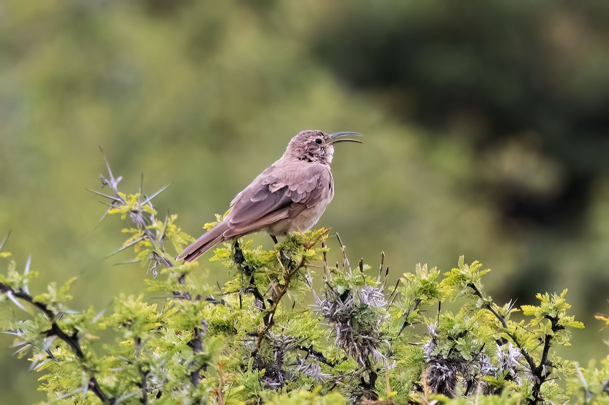 Langschnabel-Erdhacker - ML645329092