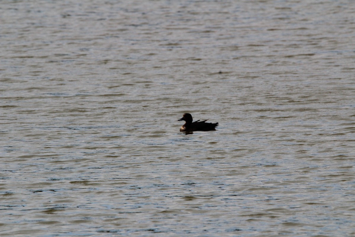 toppand - ML645329093