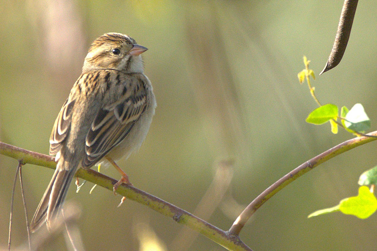 Clay-colored Sparrow - ML645329094