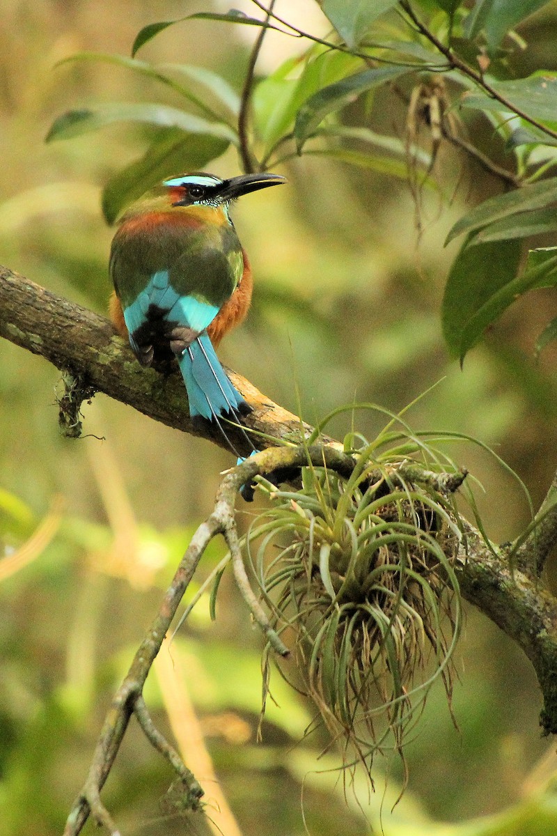 Момот рудочеревий - ML645329095