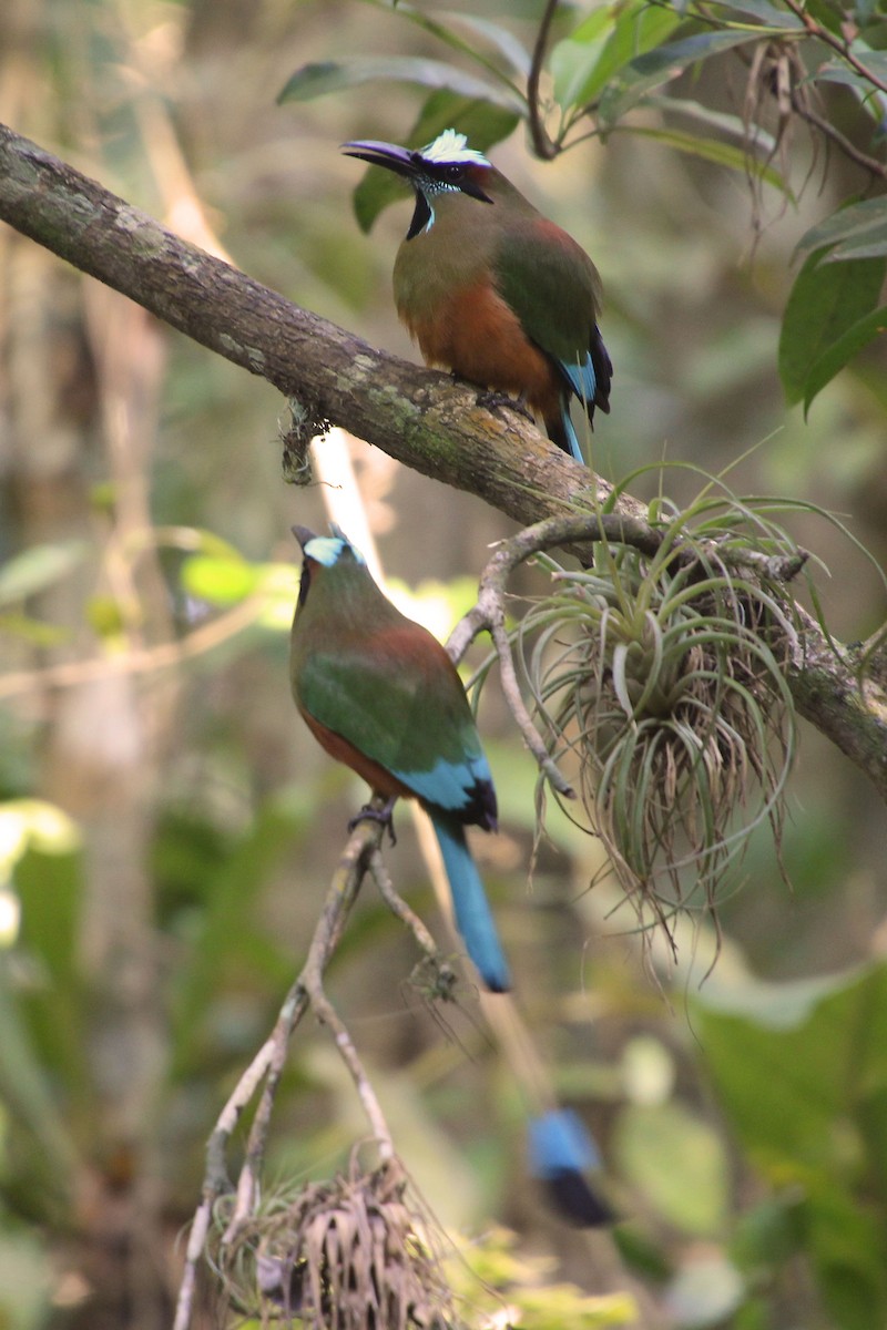 Момот рудочеревий - ML645329096